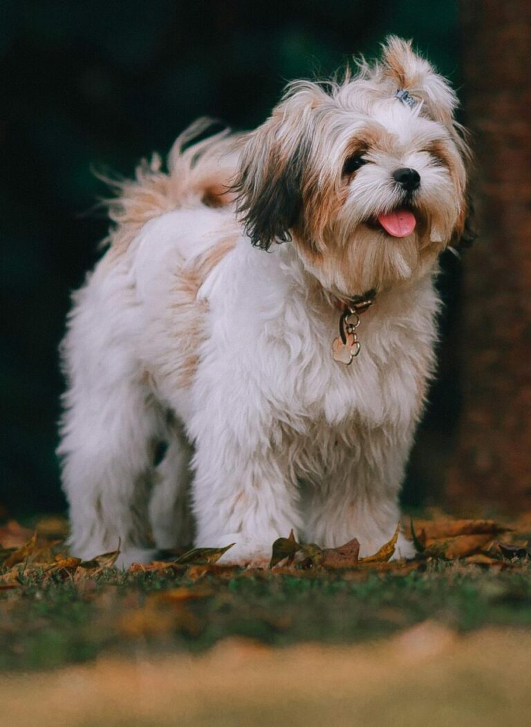 Valhalla Man Indicted On Animal Cruelty Charges Over Killing Of Small Dog